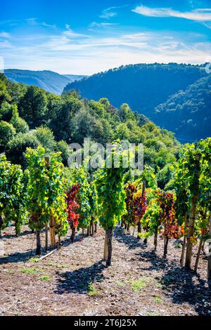 Vignobles entre Loreley et Spitznack dans la haute vallée du Rhin moyen, c'est le temps des vendanges, Banque D'Images