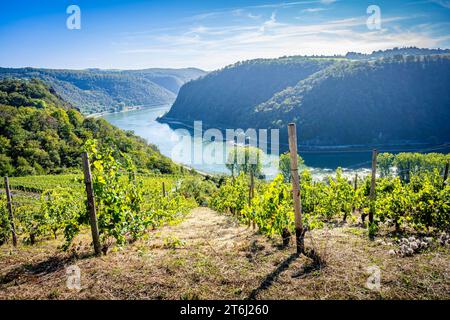 Vignobles entre Loreley et Spitznack dans la haute vallée du Rhin moyen, c'est le temps des vendanges, Banque D'Images