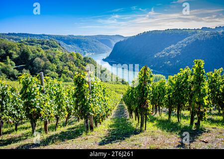 Vignobles entre Loreley et Spitznack dans la haute vallée du Rhin moyen, c'est le temps des vendanges, Banque D'Images