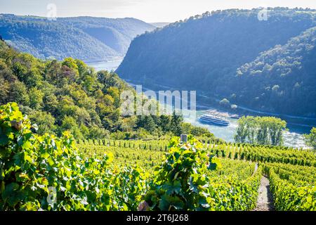 Vignobles entre Loreley et Spitznack dans la haute vallée du Rhin moyen, c'est le temps des vendanges, sur le Rhin un navire à passagers Banque D'Images