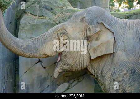 Allemagne, Baden-Wuerttemberg, Karlsruhe, éléphant indien au zoo. Banque D'Images