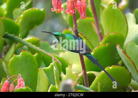 Plumage mâle adulte de malachite (Nectarinia famosa), Hermanus, Afrique du Sud Banque D'Images