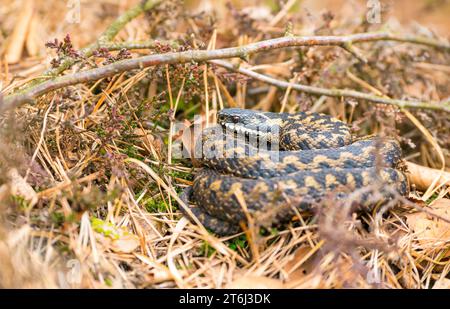 Vipère commun sauvage européen (Vipera berus), animal brun, assez jeune, femelle, couché bouclé et bien camouflé sur le sol entre mousse, automne Banque D'Images