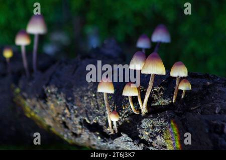 Champignons à bonnet éclairés par la lumière artificielle Banque D'Images