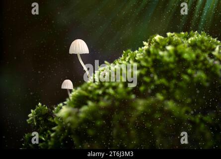 2 minuscules champignons Phloemana blancs poussant à partir de mousse, avec superposition magique Banque D'Images