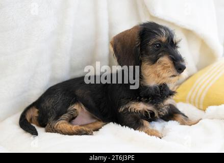 Teckel aux cheveux rugueux, femelle, chiot, 12 semaines, couché sur une couverture, canapé, blanc Banque D'Images