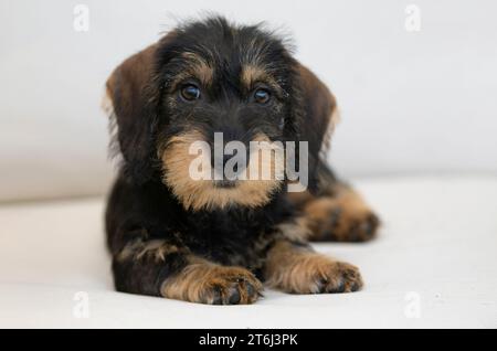 Teckel aux cheveux rugueux, femelle, chiot, 12 semaines, couché sur une couverture, canapé, blanc Banque D'Images