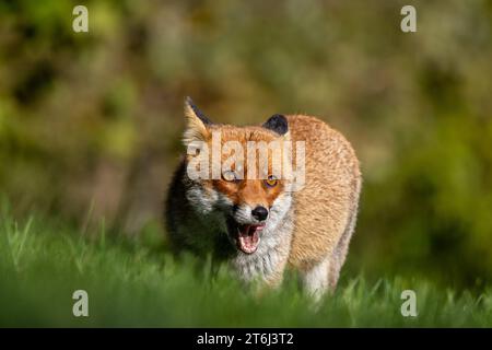 le renard roux dans les tons d'automne Banque D'Images
