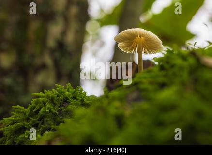 En regardant un petit champignon branlé qui pousse à partir d'une souche d'arbre mousseline Banque D'Images