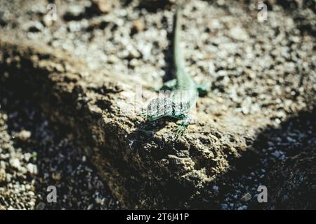 Lézard (Lacerta Schreiberi), Sierra de Gredos, Estrémadure, Espagne Banque D'Images