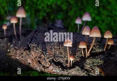 Champignons à bonnet éclairés par la lumière artificielle Banque D'Images