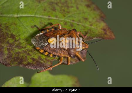 Punaise pourpre (Carpocoris purpureipennis) sur une feuille, Baden-Wuerttemberg, Allemagne Banque D'Images