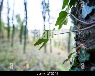 Lierre commune (Hedera Helix) dans la forêt d'automne, Leoben, Styrie, Autriche Banque D'Images