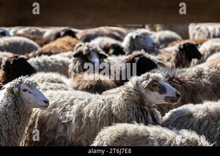 Les moutons paissent paisiblement dans la plume. Beaucoup de beaux agneaux. Les rayons du soleil illuminent la laine blanche, noire et brune des brebis. Ils hu Banque D'Images