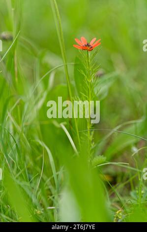 Adonis ou oeil de faisan, Adonis aestivalis Banque D'Images