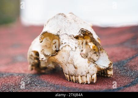 Crâne d'animal sans abri, chien survivant. Squelette tête d'os avec des dents sur la rue du village, vieille ville. Des créatures errantes mortes, abandonnées. Mort, triste, lon Banque D'Images