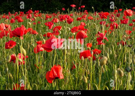 Champs de coquelicots dans la lumière du soir Banque D'Images