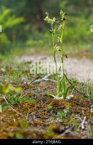 Petite orchidée araignée, Ophrys araneola Banque D'Images