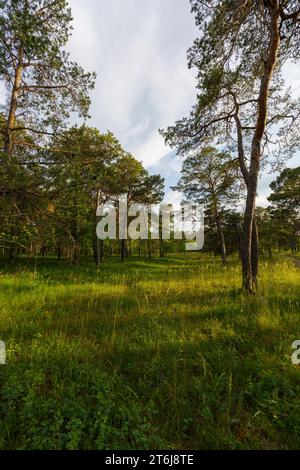 Réserve naturelle et zone de conservation du paysage de Thüngersheim près de Höhfeldplatte, district de main-Spessart, Basse-Franconie, Bavière, Allemagne Banque D'Images