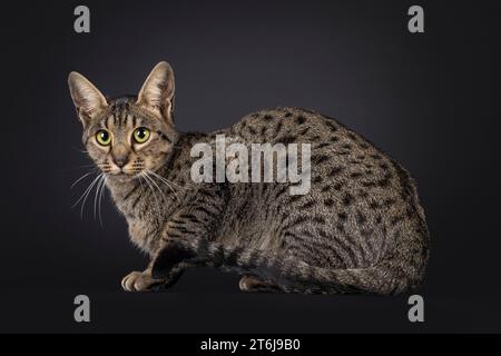 Beau chat Savannah, couché sur le côté, regardant vers la caméra. Isolé sur fond noir. Banque D'Images