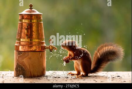 Écureuil rouge buvant d'un robinet d'eau Banque D'Images