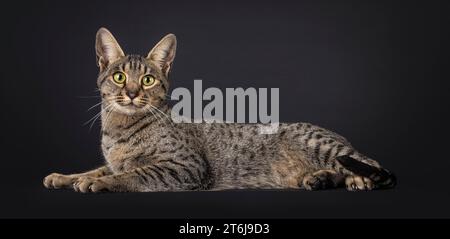 Beau chat Savannah, couché sur les voies latérales comme sphynx. Regarder vers la caméra. Isolé sur fond noir. Banque D'Images