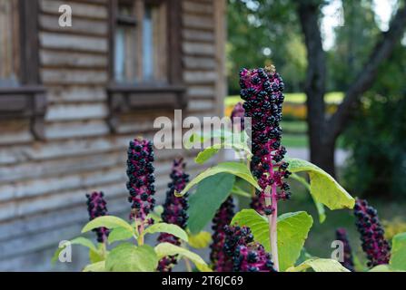 Phytolacca americana ou pokeweed américaine, pokeberry dans le jardin d'automne. Banque D'Images