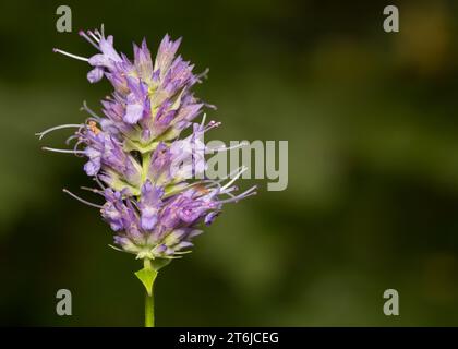 Près de Blue Giant Hyssop (Agastache foeniculum) fleurs sauvages violettes poussant dans la forêt nationale de Chippewa, nord du Minnesota États-Unis Banque D'Images