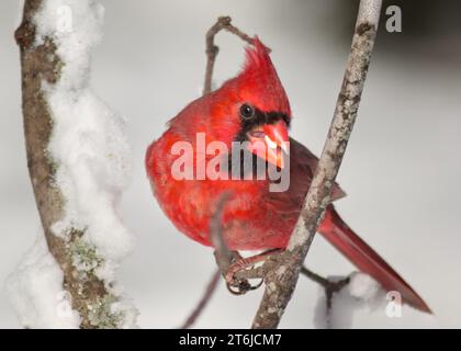 Gros plan du Cardinal du Nord mâle (Cardinalis cardinalis) perché sur des branches enneigées dans la forêt nationale de Chippewa, nord du Minnesota, États-Unis Banque D'Images