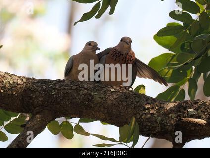 Colombe riante, colombe palmiste, colombe sénégalaise, Palmtaube, Tourterelle maillée, Spilopelia senegalensis, pálmagerle, Victoria Falls, Zimbabwe, Afrique Banque D'Images