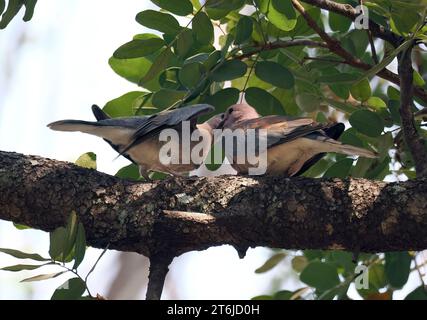 Colombe riante, colombe palmiste, colombe sénégalaise, Palmtaube, Tourterelle maillée, Spilopelia senegalensis, pálmagerle, Victoria Falls, Zimbabwe, Afrique Banque D'Images