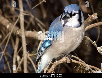 Gros plan de Blue Jay (Cyanocitta cristata) perché sur une pinède dans la forêt nationale de Chippewa, nord du Minnesota, États-Unis Banque D'Images