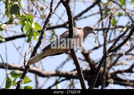 Colombe riante, colombe palmiste, colombe sénégalaise, Palmtaube, Tourterelle maillée, Spilopelia senegalensis, pálmagerle, Victoria Falls, Zimbabwe, Afrique Banque D'Images