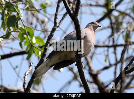 Colombe riante, colombe palmiste, colombe sénégalaise, Palmtaube, Tourterelle maillée, Spilopelia senegalensis, pálmagerle, Victoria Falls, Zimbabwe, Afrique Banque D'Images