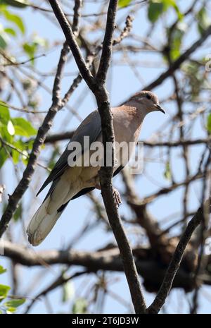 Colombe riante, colombe palmiste, colombe sénégalaise, Palmtaube, Tourterelle maillée, Spilopelia senegalensis, pálmagerle, Victoria Falls, Zimbabwe, Afrique Banque D'Images