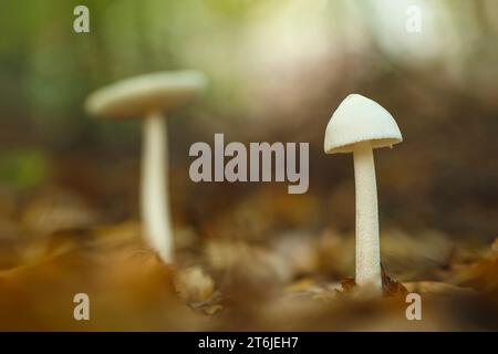 Grisette, Amanita vaginata, Hesse, Allemagne, champignon, automne, automne Banque D'Images