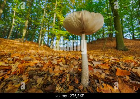 Grisette géante à la peau de serpent, Amanita ceciliae, Hesse, Allemagne, champignon, automne, automne Banque D'Images