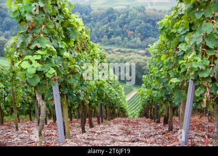 Paysage agricole avec des vignes sur la pente vers la Moselle en Allemagne en automne. Banque D'Images