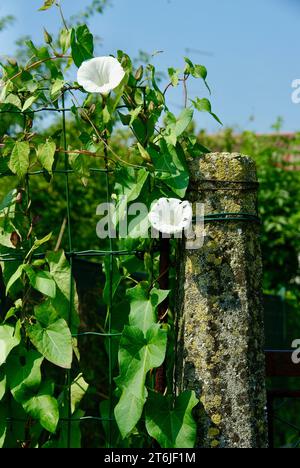 Poteau de porte en pierre et une clôture couverte d'une plante grimpante Morning Glory devant un vignoble en été en Italie. Banque D'Images