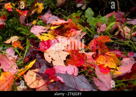 feuillage multicolore vers le bas dans l'herbe en automne Banque D'Images