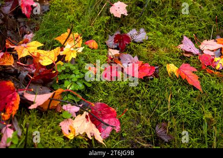 feuillage multicolore vers le bas dans l'herbe en automne Banque D'Images