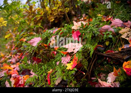feuillage multicolore vers le bas dans l'herbe en automne Banque D'Images