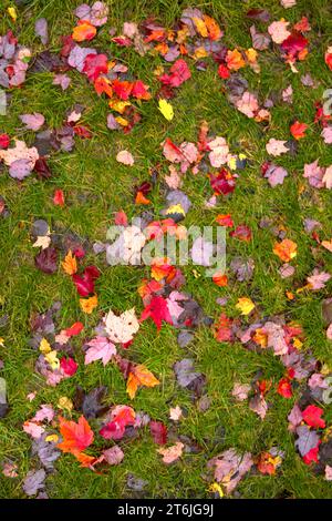 feuillage multicolore vers le bas dans l'herbe en automne Banque D'Images