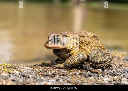 Gros plan d'American Toad assis sur le côté d'un étang au printemps. Banque D'Images