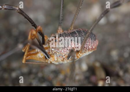 Close up of a Common Harvestman (Phalangium opilio) également connu sous le nom de Harvestman brun et daddy Longlegs) est une espèce de Harvestman appartenant à la fam Banque D'Images