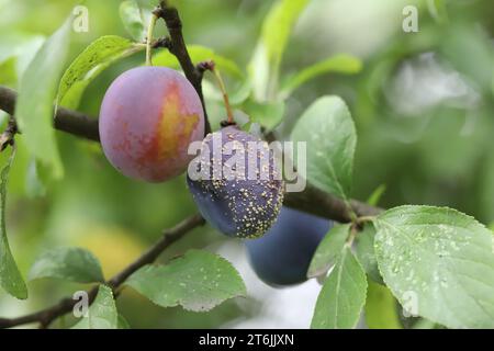 Les prunes moisis sur arbre, infectés par les maladies fongiques Monilinia fructicola ou la pourriture brune. Arrière-plan flou. Banque D'Images