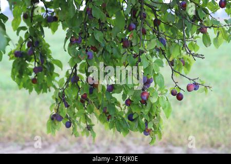 Fruit mûr de prune sur un arbre dans le verger suspendu aux branches. Banque D'Images