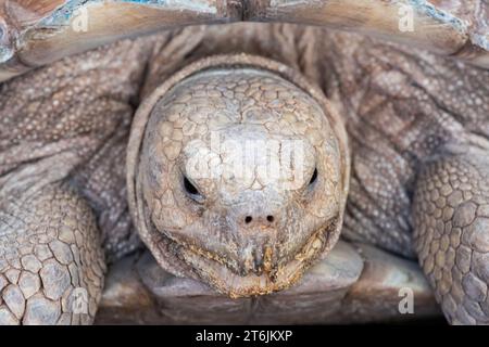 Gros plan du visage d'une jolie, grande et belle tortue sulcata Banque D'Images