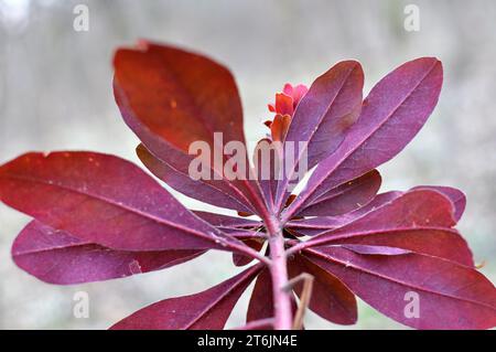 Au printemps dans la forêt dans la nature pousse des laits (Euphorbia amygdaloides) Banque D'Images