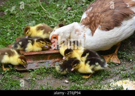 Une femelle de canard musqué (Cairina moschata) avec sa couvée de deux jours. Banque D'Images